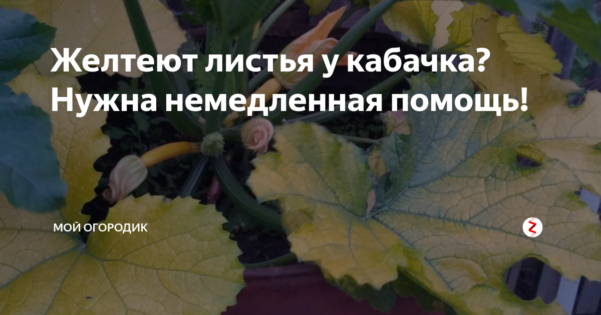 Почему кабачки желтеют маленькими что делать. Хлороз рассады кабачков. Желтеет лист кабачок. Пожелтели листья кабачков. Жёлтые листья у кабачков причины.