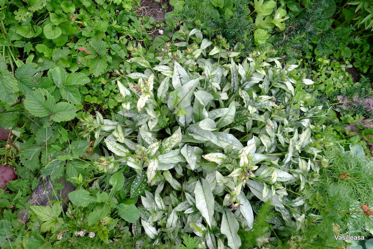 Сигналом к началу деления служит появление молодых розеток с новыми листьями рядом со старыми цветоносами