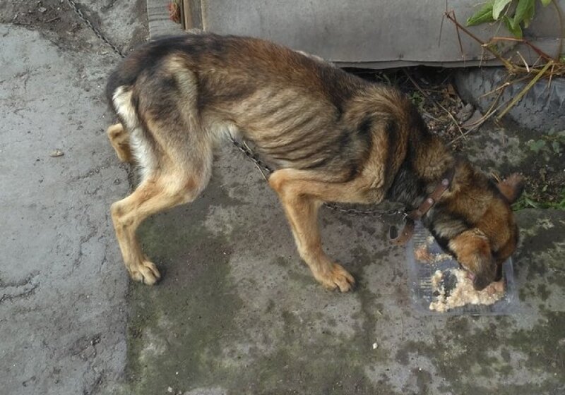 3 дня — животные голодают