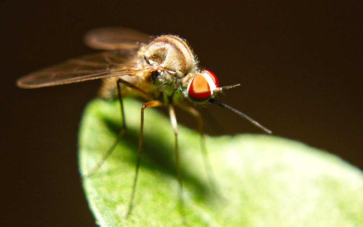  Комары самые смертоносные существа на Земле. Конечно, их укус не смертелен, но болезни, которые распространяются ими очень опасны для человека. Список длинный.-2