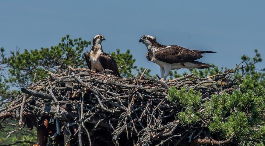  
Фото: https://baikal-1.ru