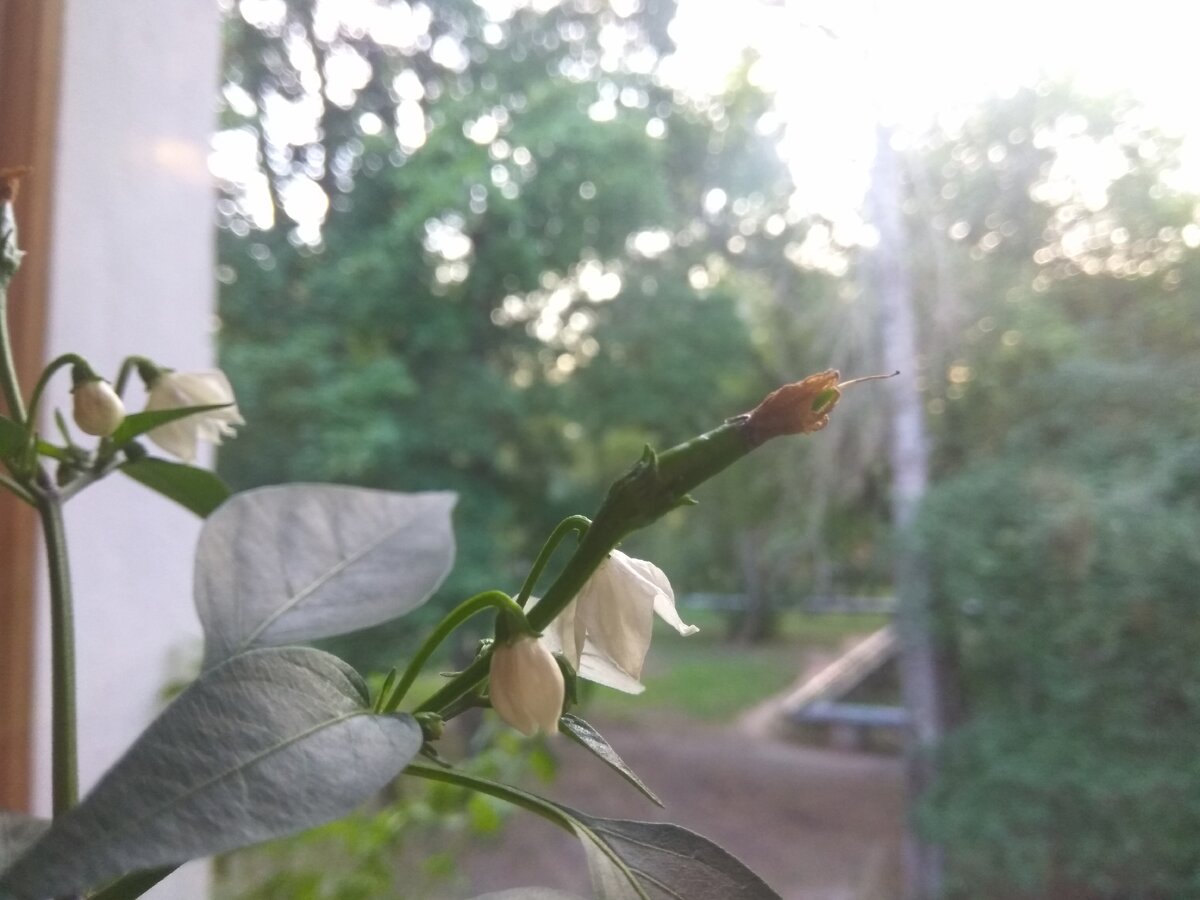 Перчик. Фото Светы Давыдовой