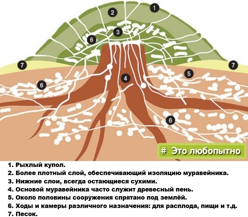 КАК МУРАВЬИ УБЕРЕГАЮТ свой дом от дождя? 💦🍃 ⠀
Исследователи задались вопросом, не промокает ли муравейник рыжих лесных муравьёв во время дождя, ведь с виду это сооружение кажется достаточно-таки рыхлым и неспособным противостоять водной стихии? ☔
⠀
После изучения нескольких типичных муравейников учёные пришли к выводу, что эти насекомые на инстинктивном уровне прекрасно приспособились к выживанию даже при обильных осадках 👍
⠀
✨ Во-первых, куполообразная форма верхнего слоя, состоящего из хвоинок и веточек, прекрасно справляется с тем, что отводит в сторону значительную часть влаги 💪
✨ Во-вторых, промокшая часть муравейника просыхает быстрее, чем окружающее пространство, поскольку действуют два фактора: хорошая вентиляция и повышенная из-за деятельности муравьёв и разлагающейся органики температура 🔥
⠀
Не страшна маленьким жителям и зима! Из-за холодов в обязательном порядке промерзает надземная часть, иногда промерзают ходы глубиной до 30 сантиметров. Здесь лесных муравьёв спасают более глубокие камеры, куда они переносят все свои пожитки; там температура не опускается ниже ＋1.5 градусов, что позволяет им переждать самую суровую пору года 😀❄