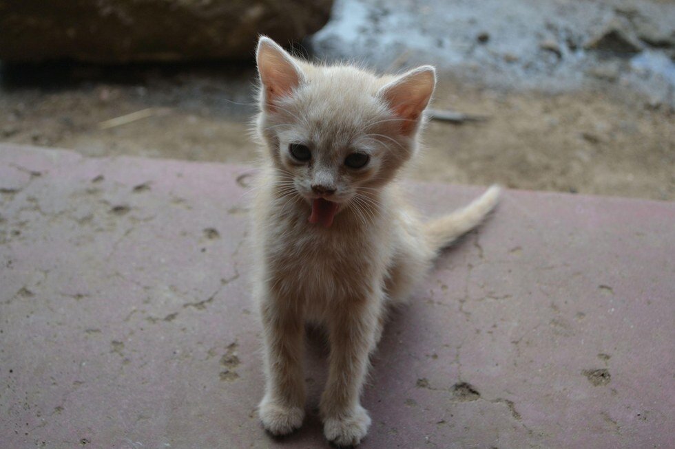 Отдам бездомного котенка. Маленькие бездомные котята. Уличный котенок. Котик маленький Бездомный. Бездомные котята уличные.