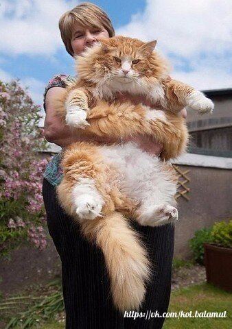 Котёночек 