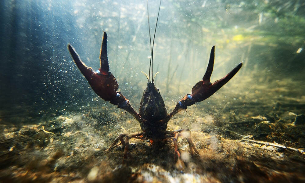 Я объявляю эту вечеринку открытой! 