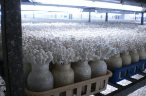 Технология выращивания опятСельхозпортал