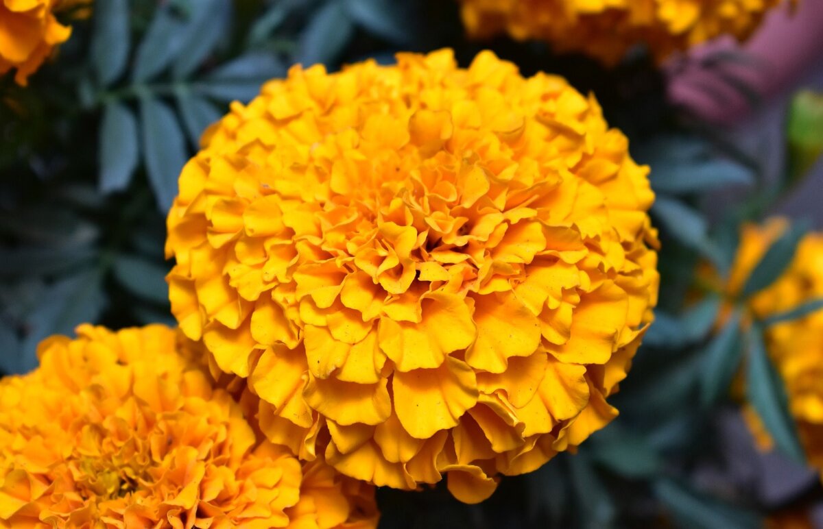 Желтые цветы многолетние ⋆ steklorez69.ru