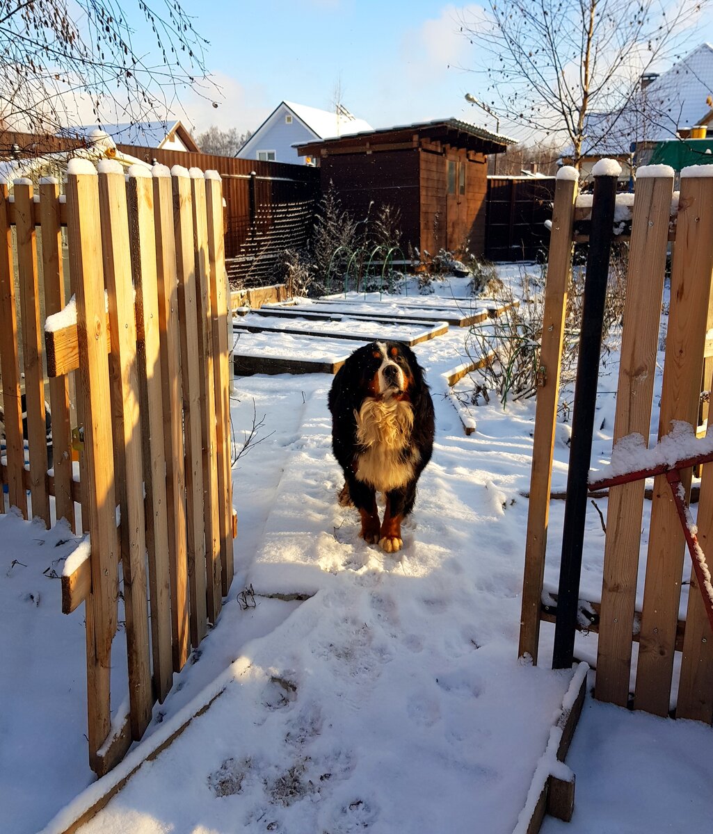 " Отдавайте в мир те эмоции , что хотите получать.." Прочитала и задумалась🤔. А ведь не врут.
⠀
Зашла в курятник, а там яиц мало.. ну хвостатые иждивенки! В сердцах всё выскасказала, а они на своем курином недовольство обсудили, брякнули похоже что-то мало приятное в след😁.
⠀
Зато в козлятнике другая обстановка, хвалю от всей души козу.. а она в глаза заглядывает, голову на плечи кладет и от всей своей козьей души мне положительные эмоции возвращает.
⠀
На улице уже Кит🐶 ждет❤. Дома печка🤗. Напитаюсь этим счастьем а вечером отдам домашним. Добро должно циркулировать!)
⠀

