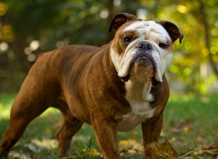 Бульдоги история. Английский бульдог породы собак. Английский бульдог бежит. Староанглийский бульдог фото. Французский бульдог 19 века.