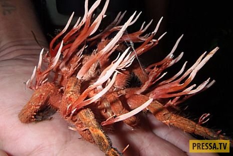 11. Кордицепс из группы грипковых 

«Зомби» из группы грибковых
Любимым времяпрепровождением кордицепса является проникновение в таких жутких созданий как тарантулы. Cordyceps ignota - род спорыньёвых грибов. Поселившись внутри, он «прорастает наружу».
Кордицепс однобокий (лат. Ophiocordyceps unilateralis) специализируется на разрушении жизни муравьев, полностью завладевает мозгом жертвы. Муравей умирает, выполняя команды гриба.
