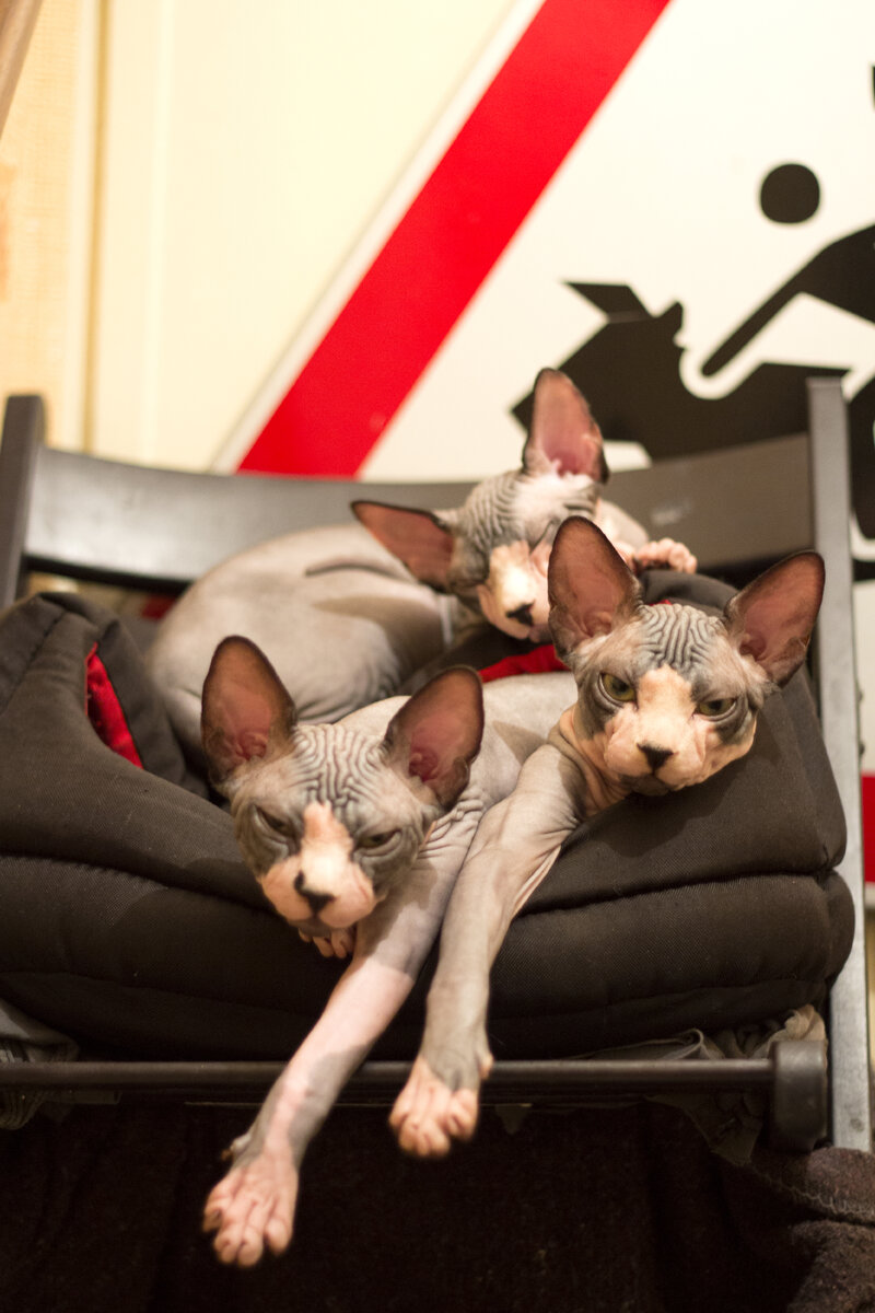 Котята-опята из питомника Königsphynx