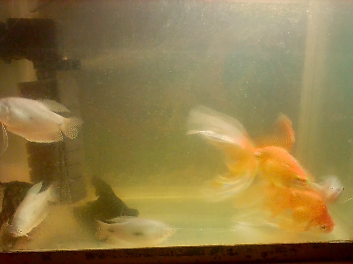 Вода помутнела из за перенаселения, аквариум 50 литров.