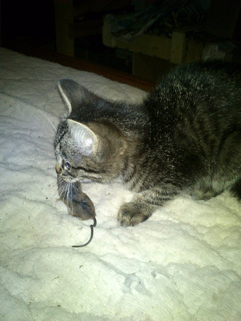 Наш котенок с мышью из погреба