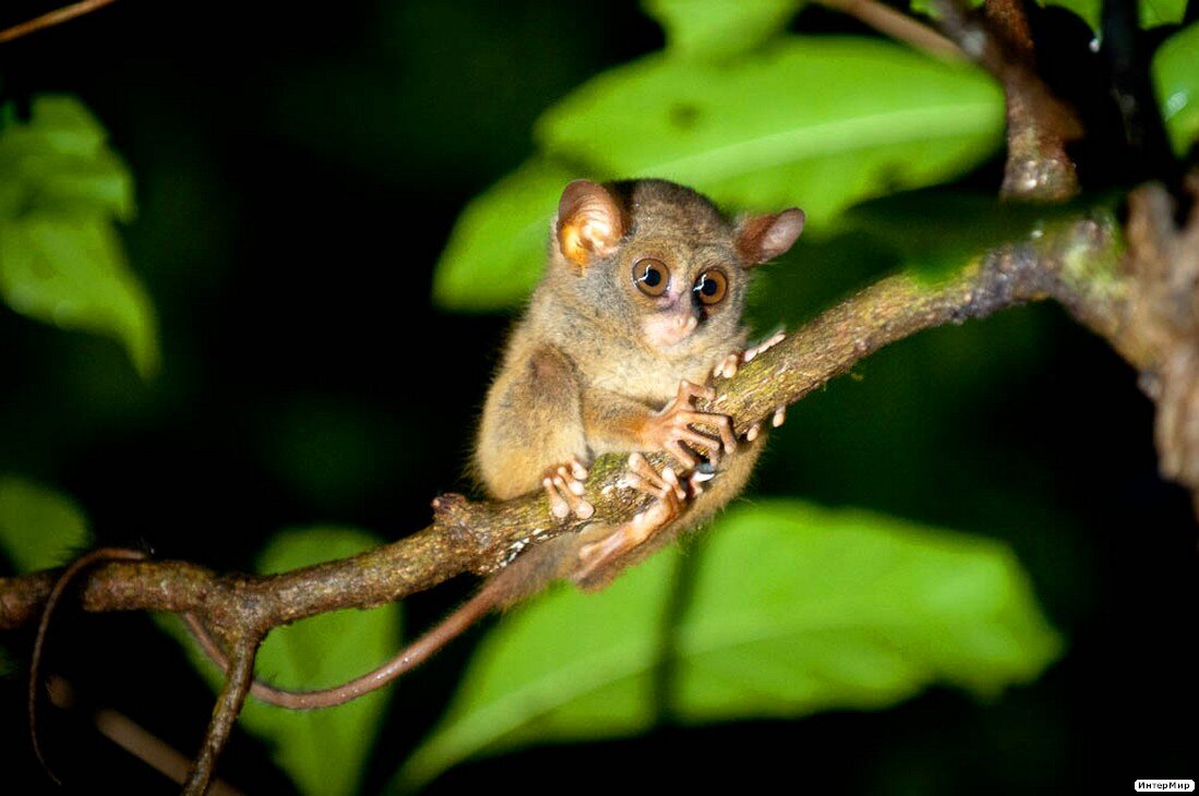 Этот маленький зверек живет в лесу. Tarsius pumilus (карликовый долгопят);. Суматранский долгопят. Долгопят Tarsier. Долгопяты Филиппины.