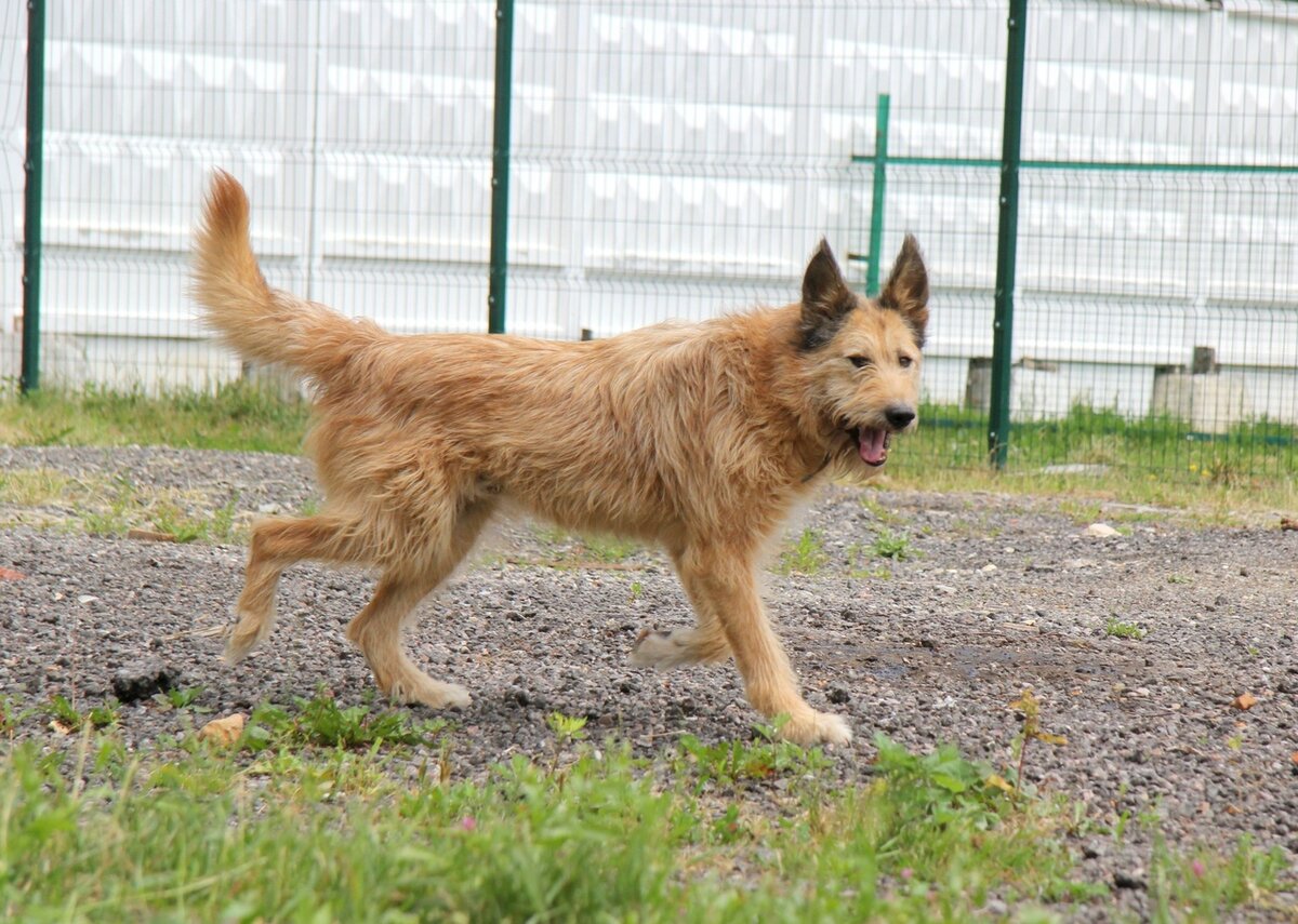 Рыжик приют для собак Солнцево Москва