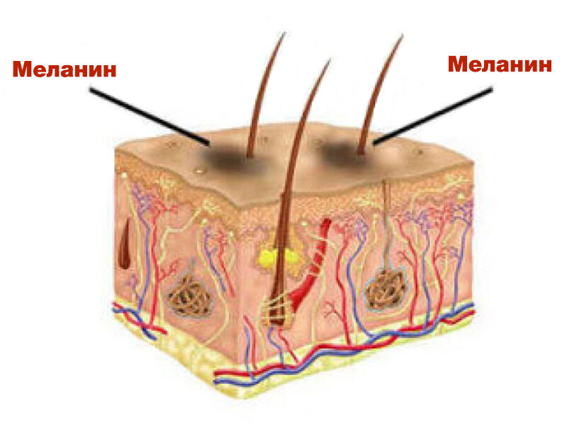 Что такое меланоциты в волосе