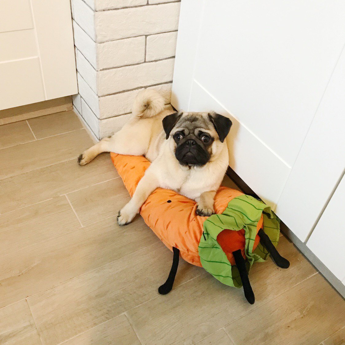 Можно я не буду есть морковку? Я лучше на ней полежу