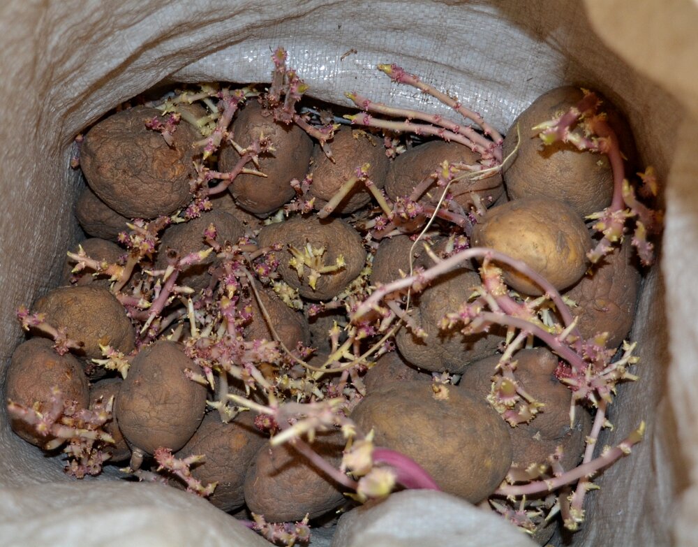 Ростки первоначально не оборвал, а сейчас уже поздно