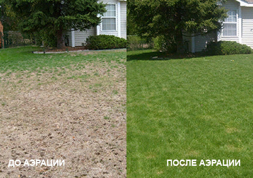 Вернуть прежний вид "зеленому ковру" помогает аэрация и скарификация.