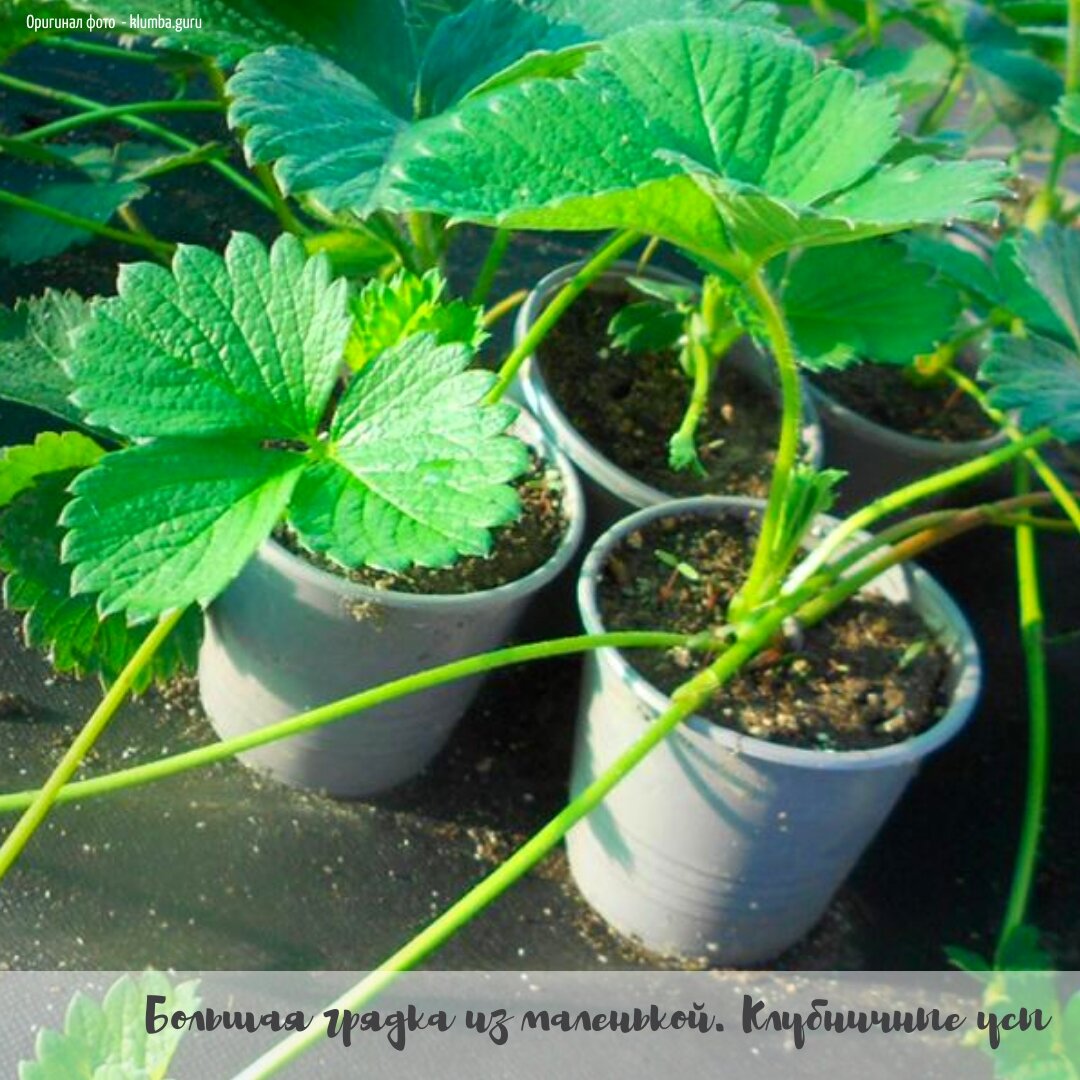 Усы клубники