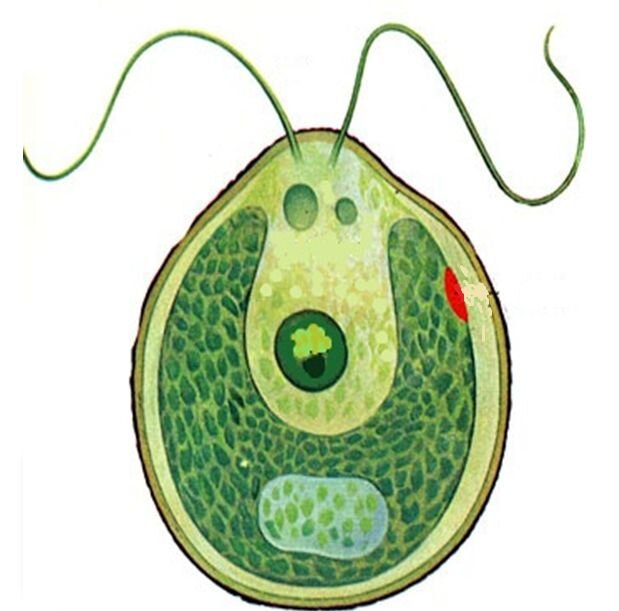 Одноклеточная зеленая водоросль хламидомонада. Хламидомонада водоросль. Хламидомонада. Хламидомонада растение из отдела водорослей.