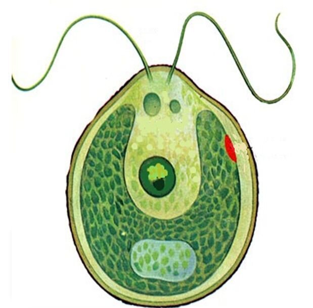 Одноклеточная зеленая водоросль хламидомонада
