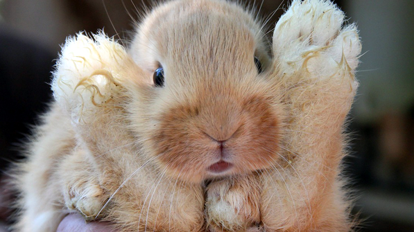 Почему кроличья лапка считается счастливым талисманом | Ваш Урок | Дзен