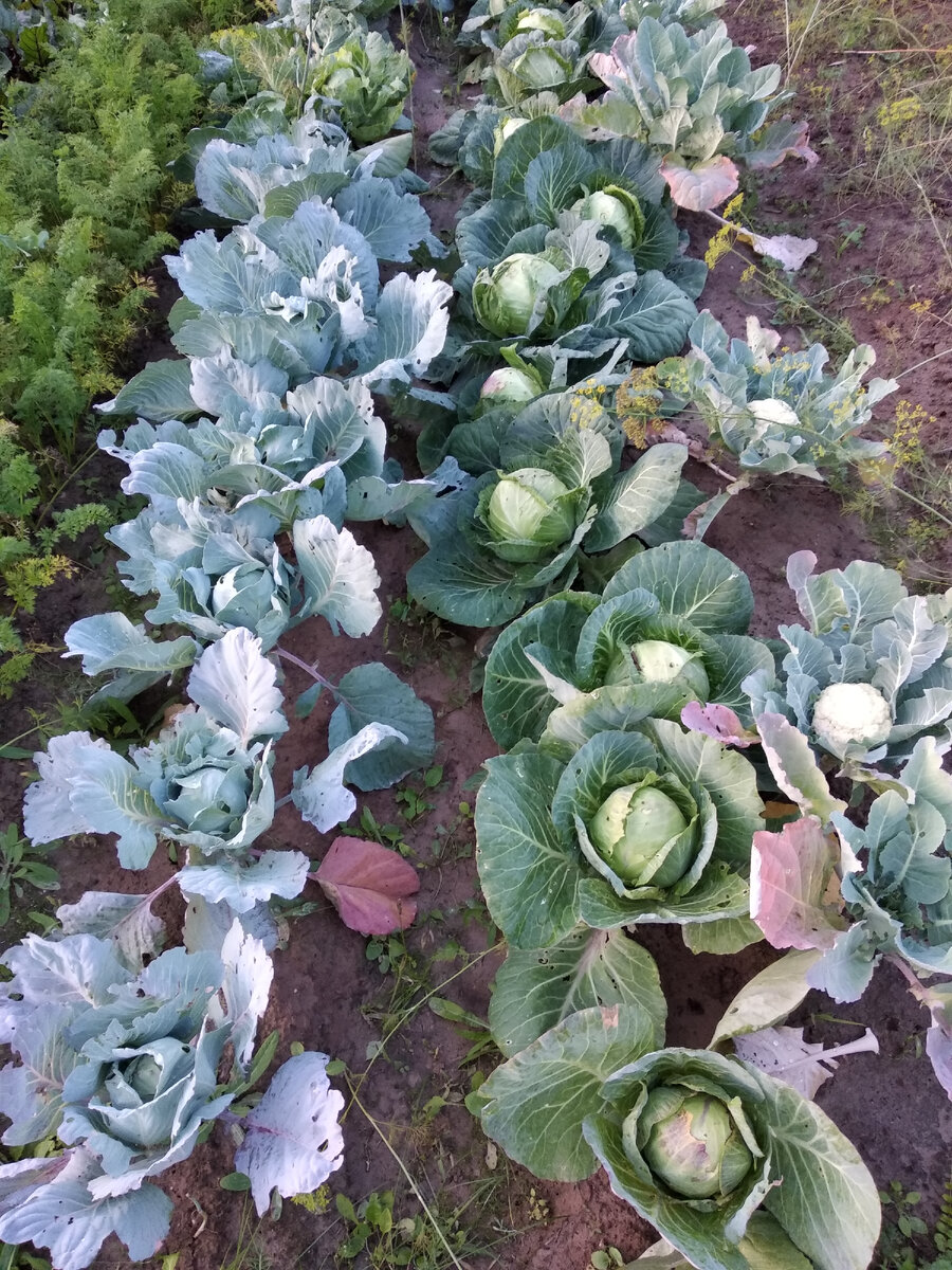 Грядки с моей капустой