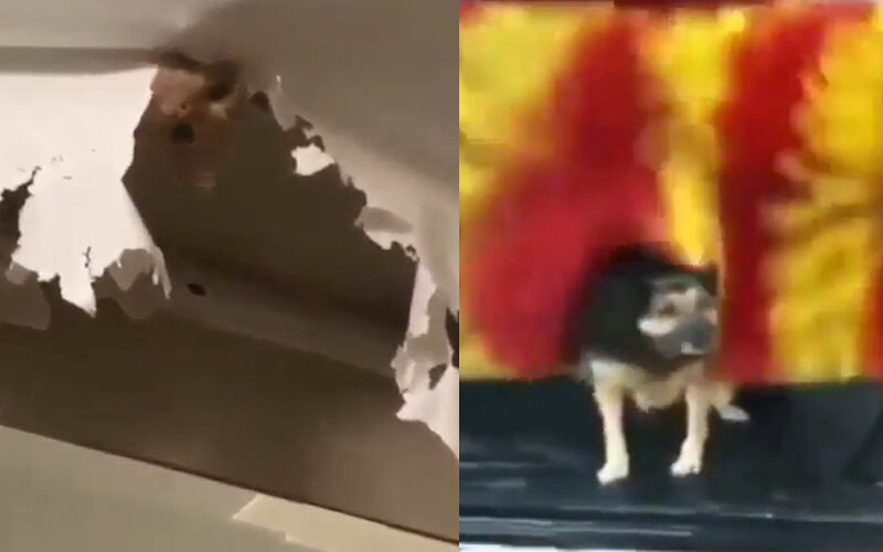 Кот мастер по ремонту и любительница чистоты