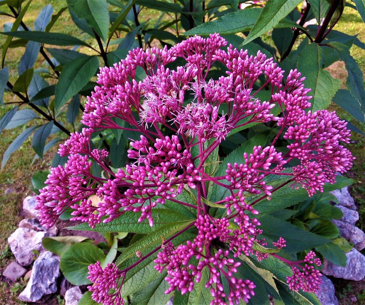 Цветение посконника пурпурного. Фото автора.