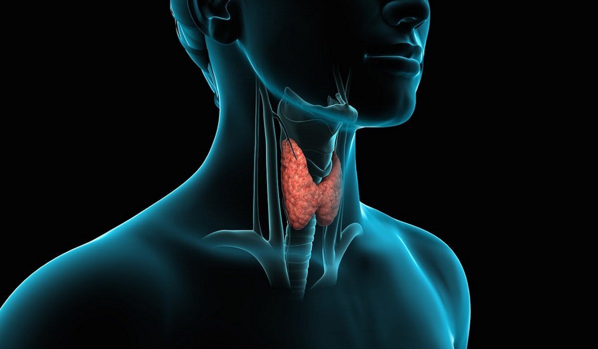 Щитовидная железа, одна из причин лишнего веса.