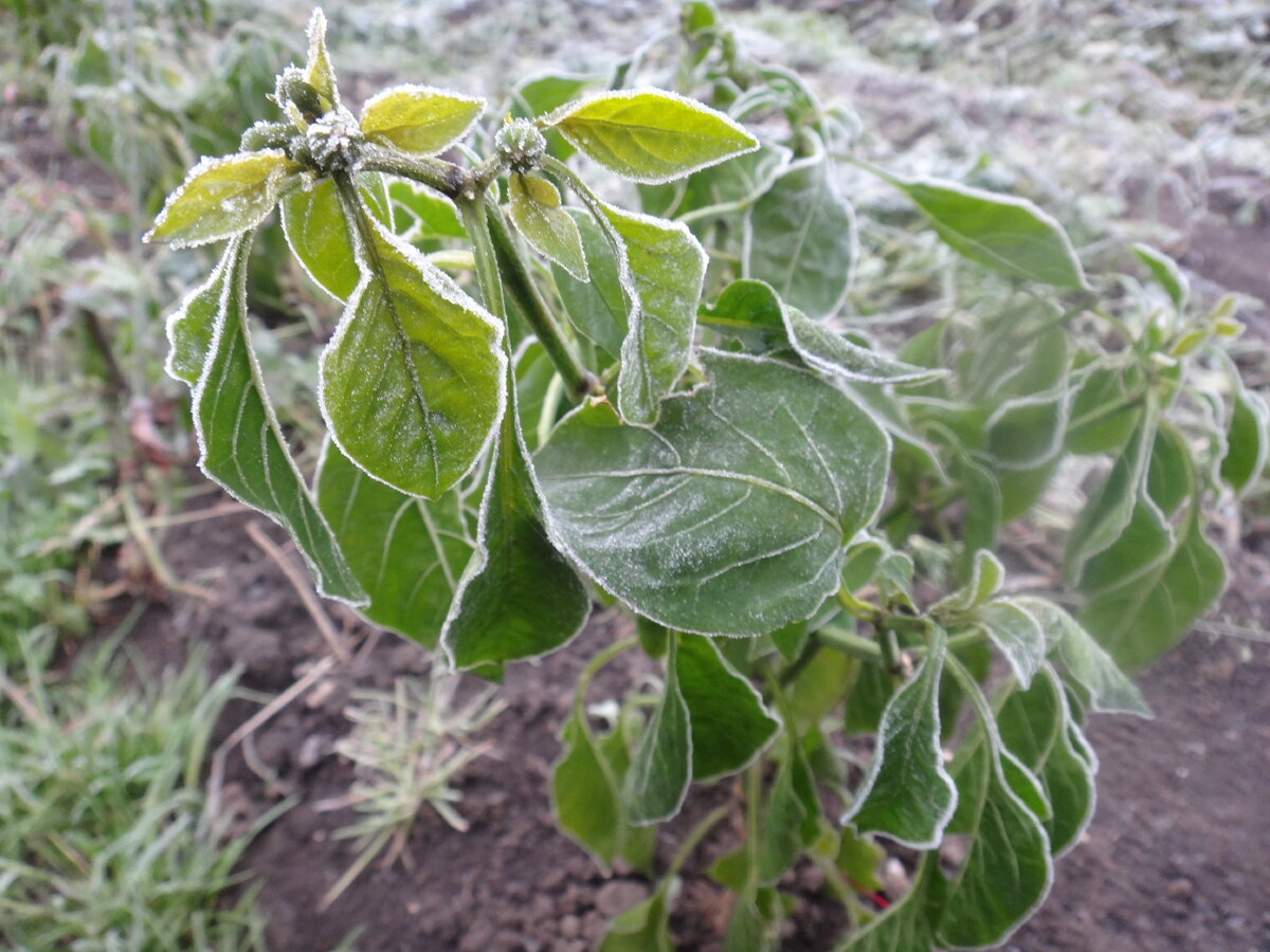 Как хризантемы, не знаю, а перцы уж точно отцвели... 
