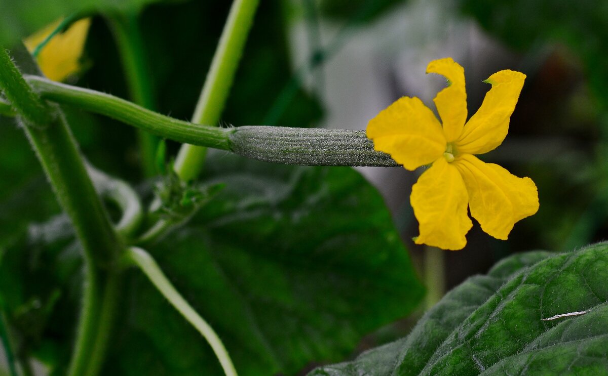 https://pixabay.com/photos/cucumber-blossom-bloom-vegetables-4277290/