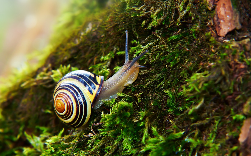 https://cdn.pixabay.com/photo/2019/09/26/22/50/wstezyk-huntsman-4507173_960_720.jpg