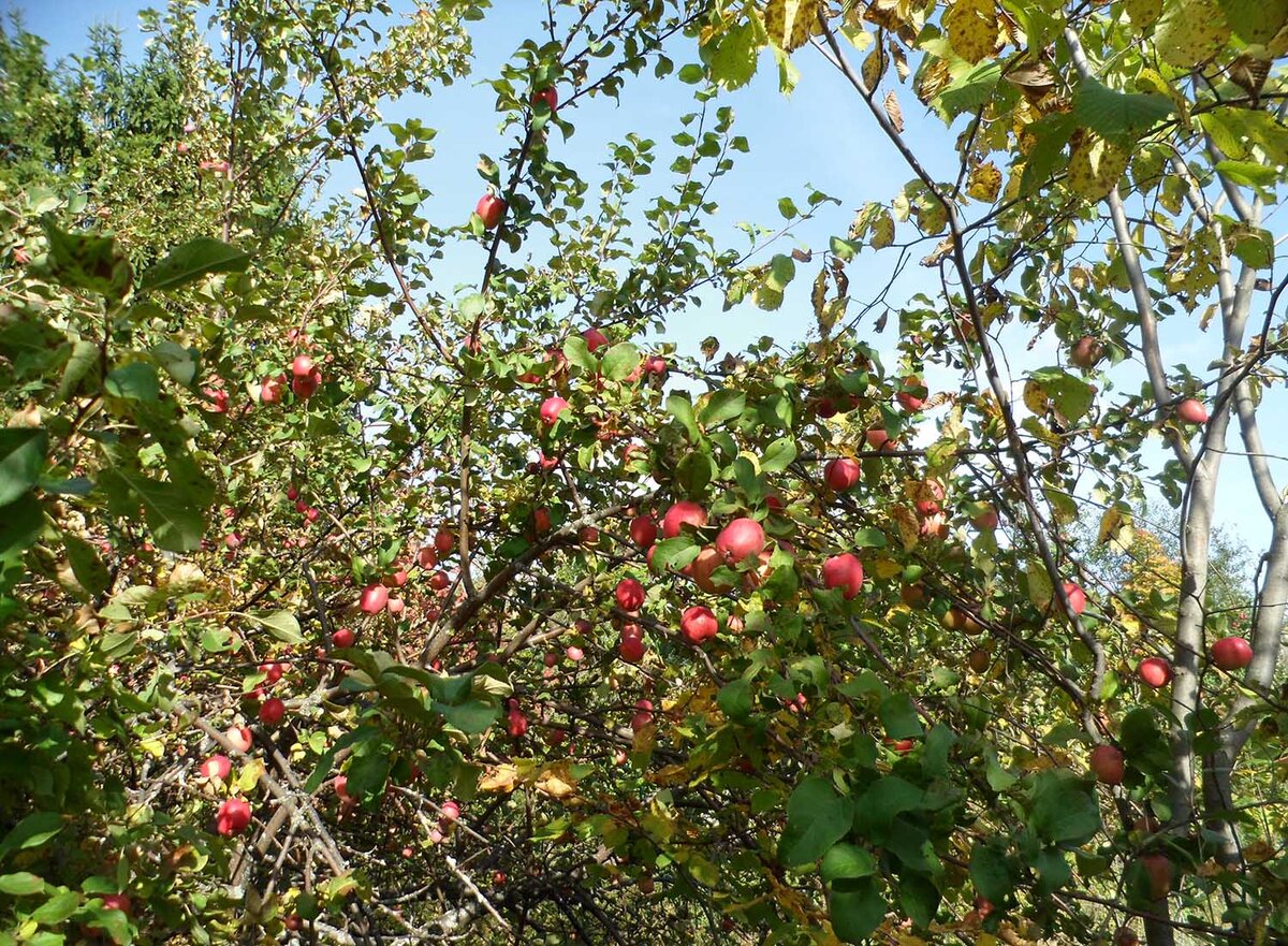 Яблоневый сад Калининград