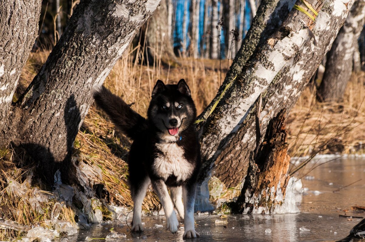 Кот победил собаку. Бегемот все-таки выгнал Нирвану из дома))) | In Dogs we  Trust | Дзен