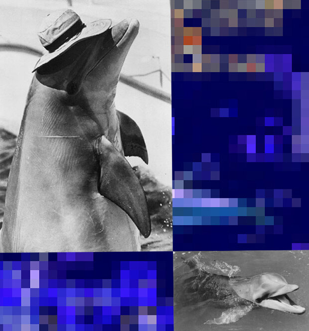 Вверху. Самка по имени Бебе из аквариума Майами в роли дельфина Флиппера. Внизу. Кадр из телевизионного фильма «Флиппер», 1964 год

Miami Seaquarium / Wikimedia Commons NBC Television