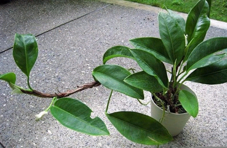 Антуриум лазящий