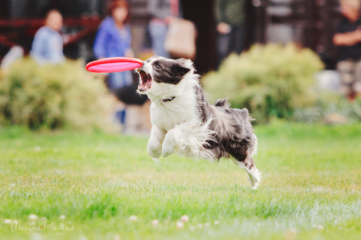 Бордер колли пытается поймать диск https://c1.staticflickr.com/1/767/21272582993_401ff96a1a_o.jpg