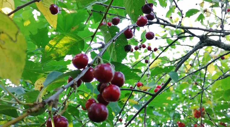У нас на фазенде в этом году, неожиданно, вишня уродилась! Конечно, ей до Владимирской далеко - она и мелкая, и кислая. Зато своя!