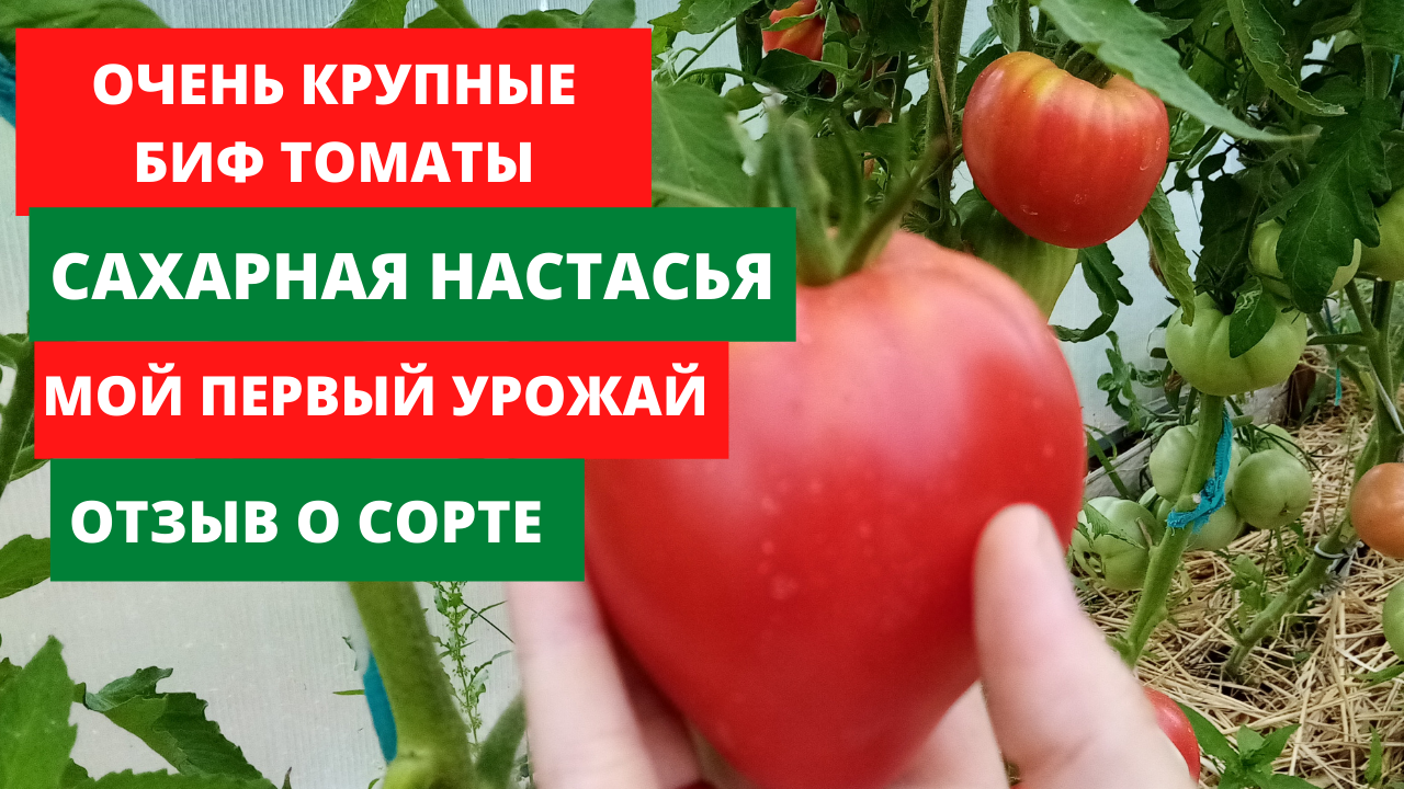 Помидоры сорт сахарная Настасья. Томат сахарная Настя. Семена томат сахарная Настасья. Помидоры сахарная голова.