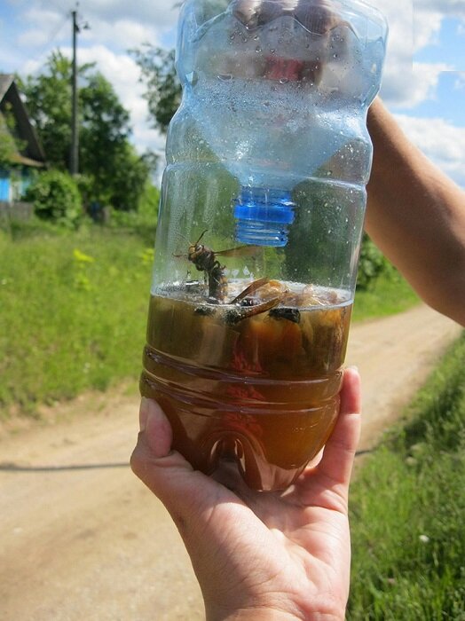 Самая простая ловушка для комаров из пластиковой бутылки: полезный лайфхак