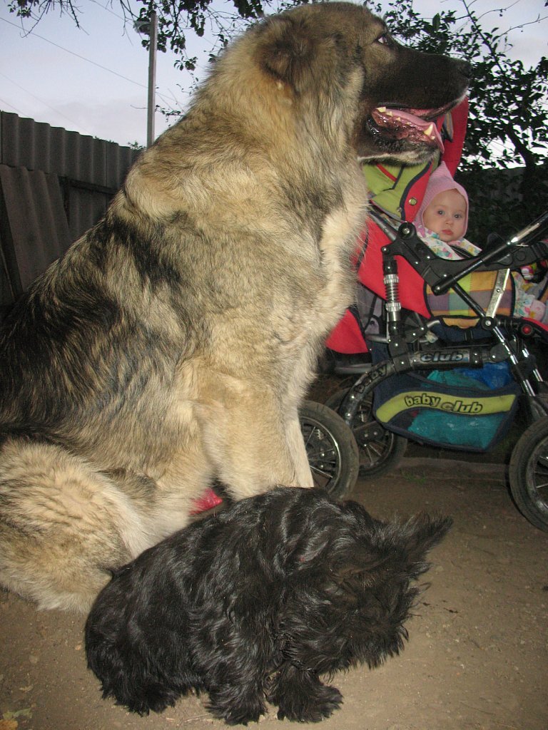 Своё грудное молоко собакам😲! | Из жизни собачника🐶 и конника🐎 | Дзен