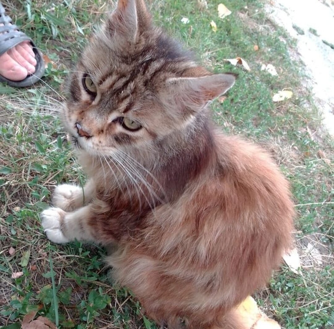 Фото из чата. Мейн-кун? 