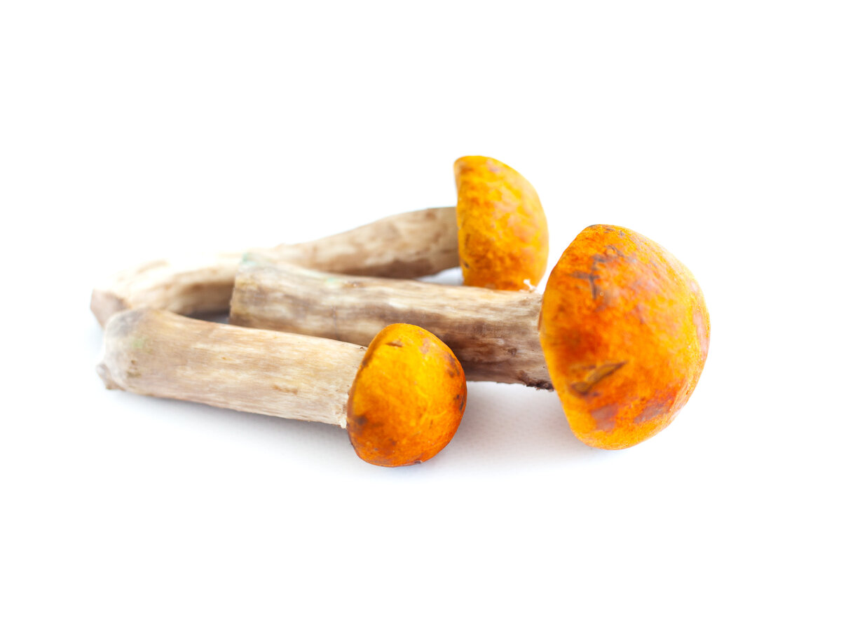 Белые грибы.