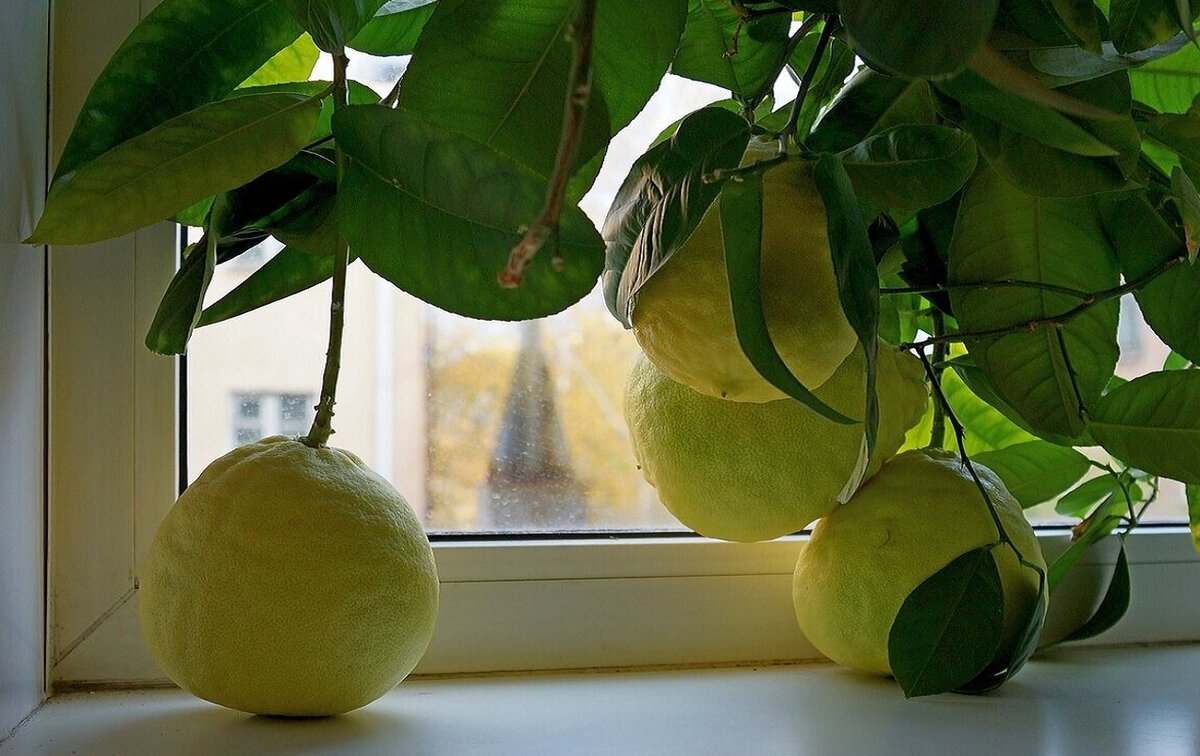 Изображение взято с сервиса Яндекс Картинки