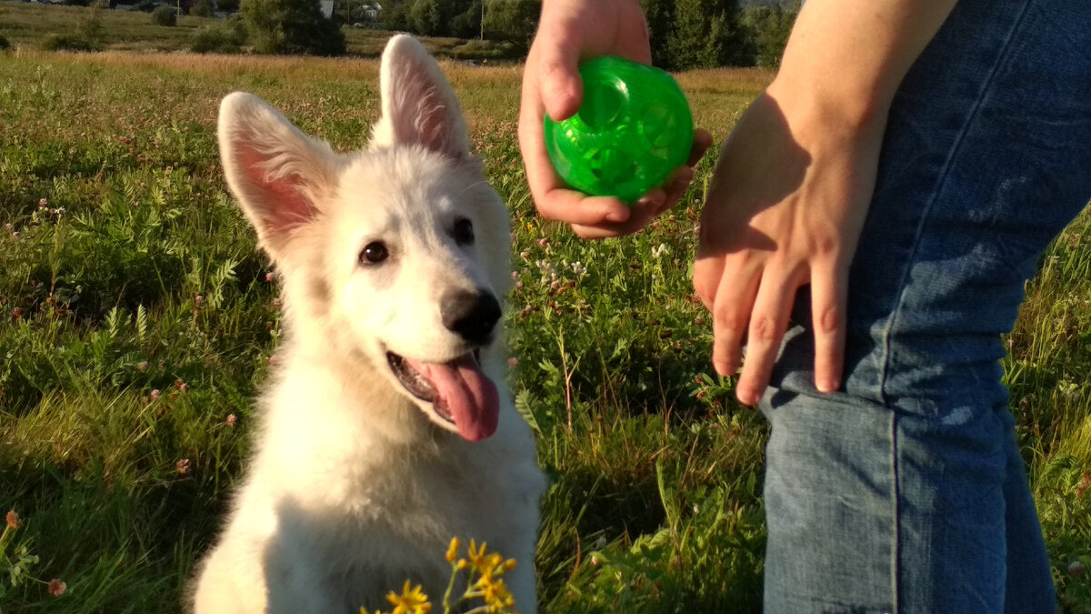 Фотографии Неськи у нас, к сожалению, нет. А это Близард в 4 месяца.