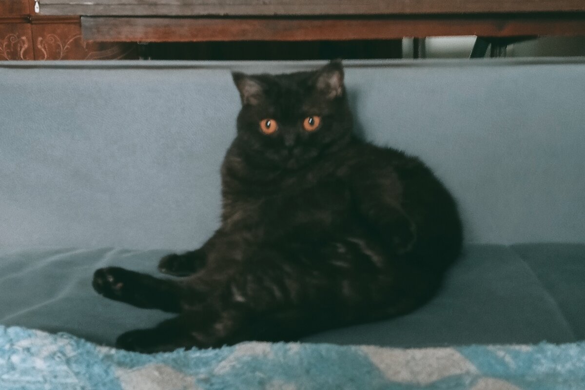 Привилегия Кошкиньи - мыться там, где она пожелает