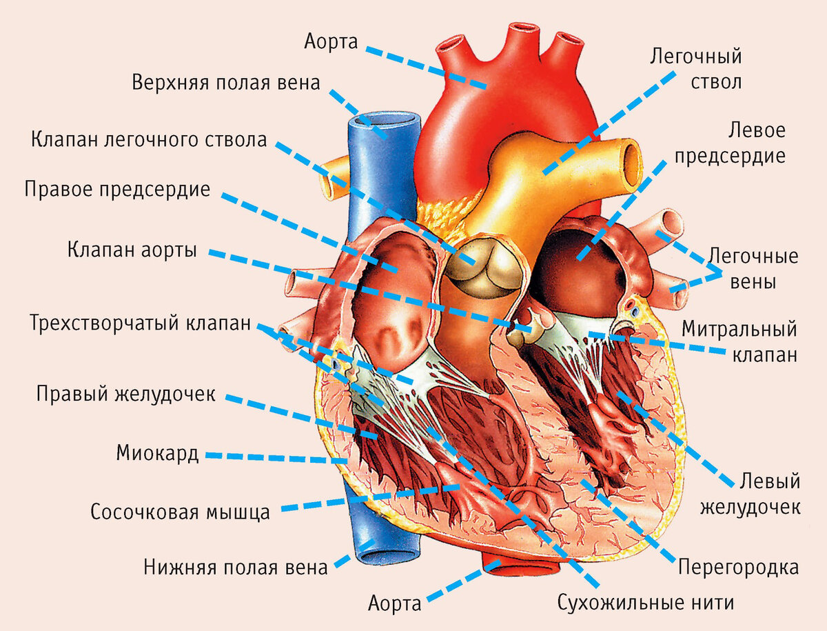 Анатомия человека: атлас-раскраска — Медицинский атлас — Лоуренс М. Элсон